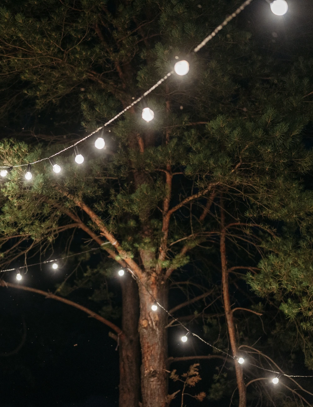 String lights glowing in the pines at night at Forest Springs
