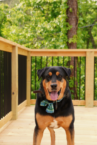 Dog wearing a bandana on a private deck at pet-friendly Forest Springs Resort